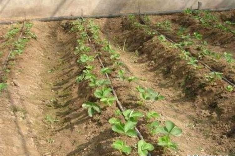 茉莉开花时可以施肥吗