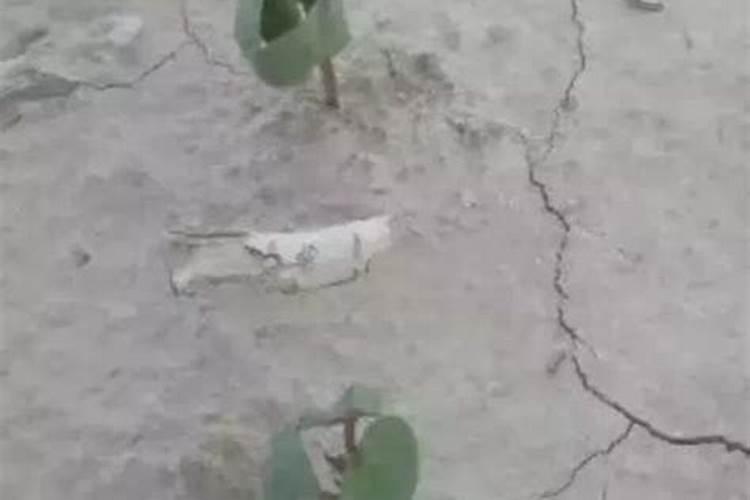 棉花一浇头水好多苗都倒了怎么办