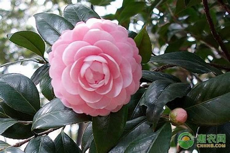 茶花什么时候施肥最好