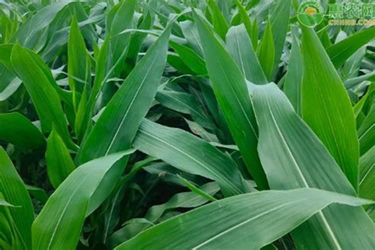 植物大战僵尸2新植物飞碟瓜有什么特点 飞碟瓜详解