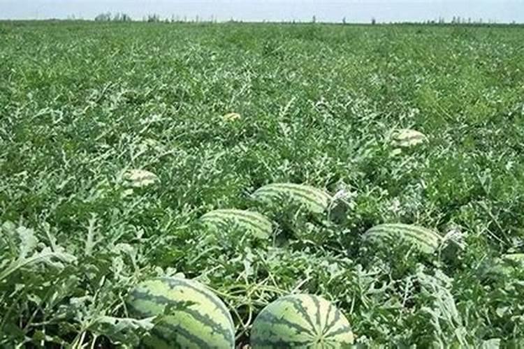 种西瓜什么肥料最好