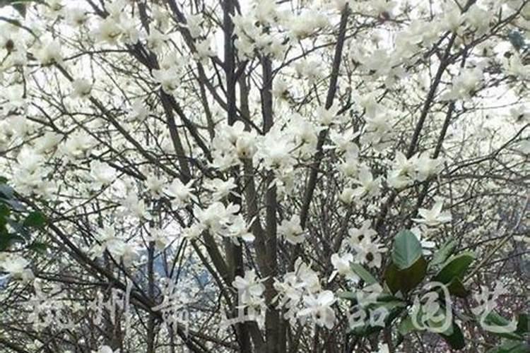 种蔬菜莫忘施硼肥