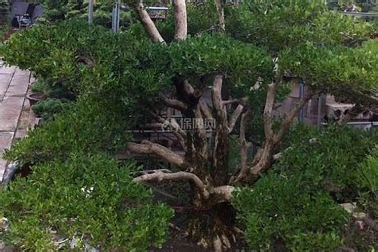 大蒜打膨大素高产吗