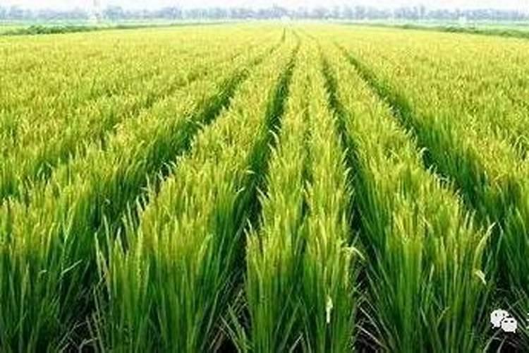 水稻施肥时间和用量