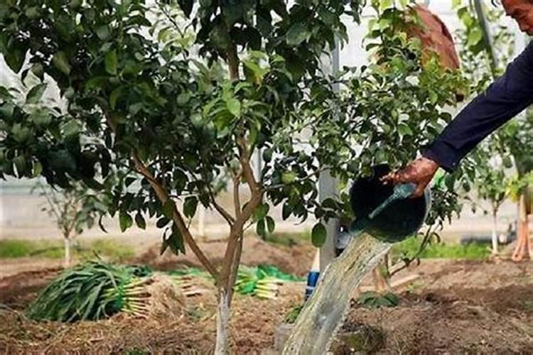 糖化硼能用在有机蔬菜上吗？