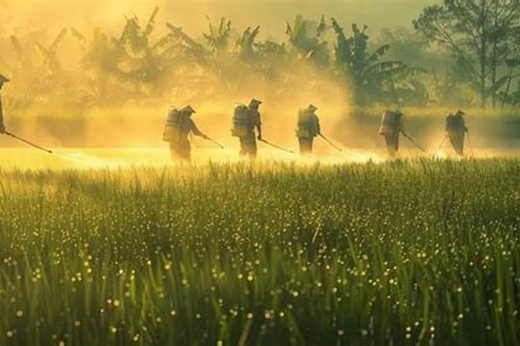 用多菌灵多久可以用肥料