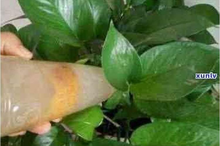 茶叶叶面肥催芽肥的正确使用