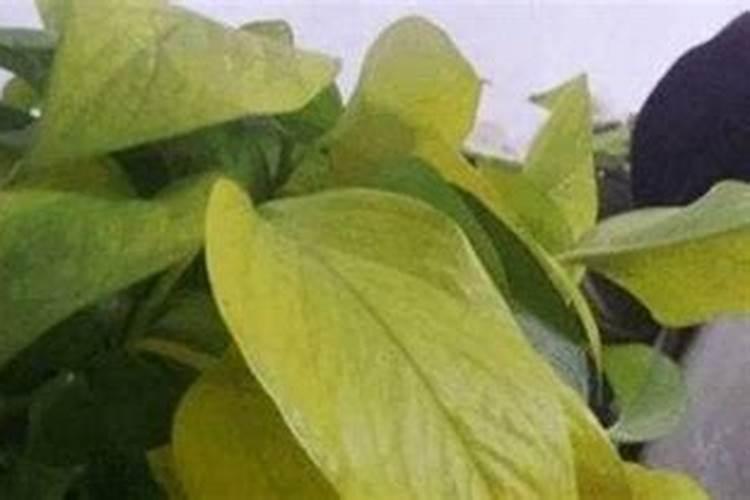 绿萝能浇硫酸亚铁吗