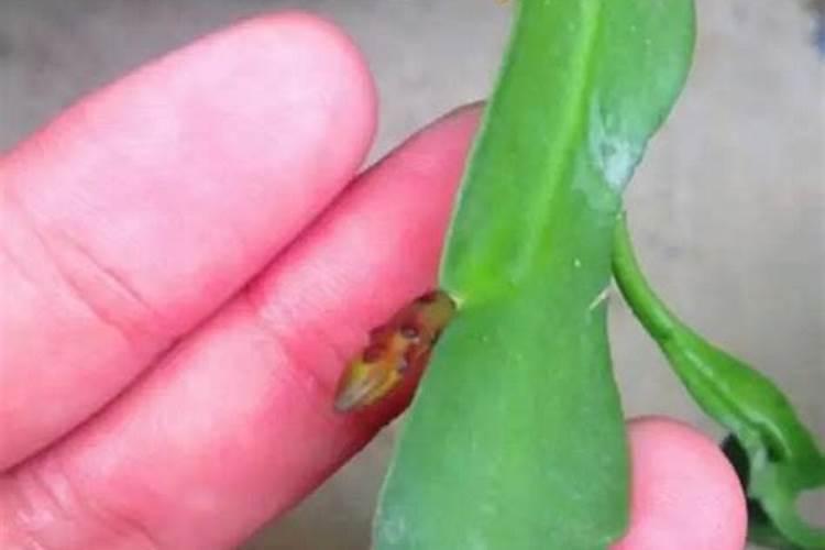 昙花施肥注意事项 昙花施肥需要注意些什么