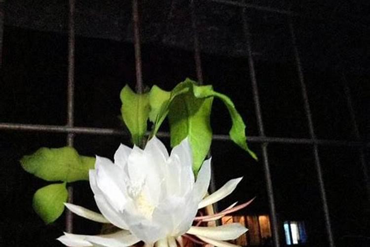花椒树什么时间栽最好
