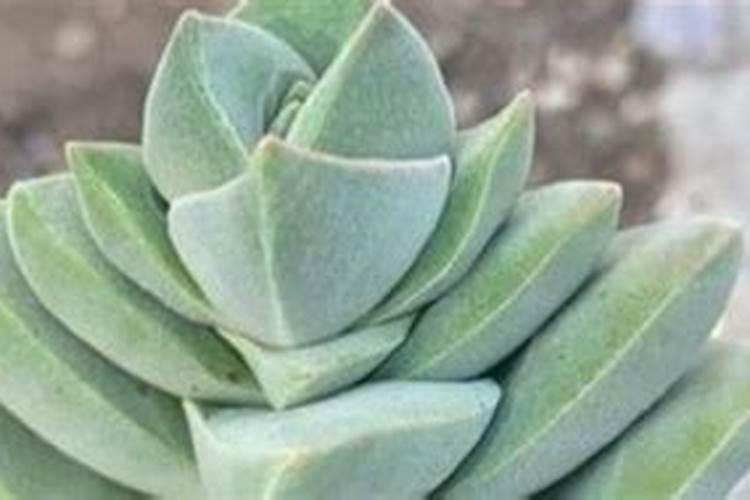 多肉多久施肥一次