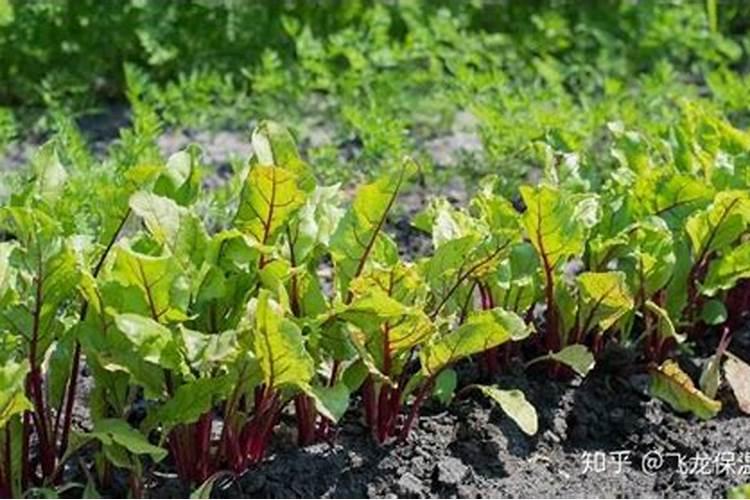 糖用甜菜的种植技术