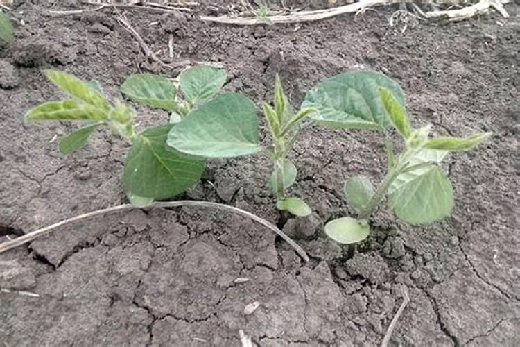 宝莲灯花怎么浇水方法