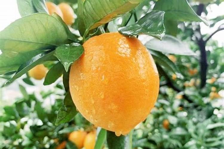 菜花和包心菜是怎么生长的？它有籽吗？在哪里？