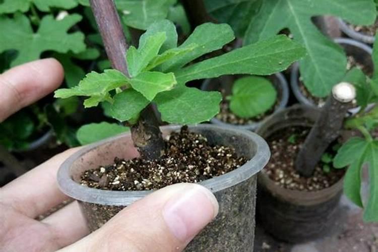 无花果幼苗怎么施肥 合理施肥时间