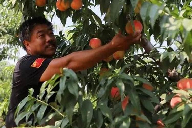 桃子成熟前多少天施钾肥