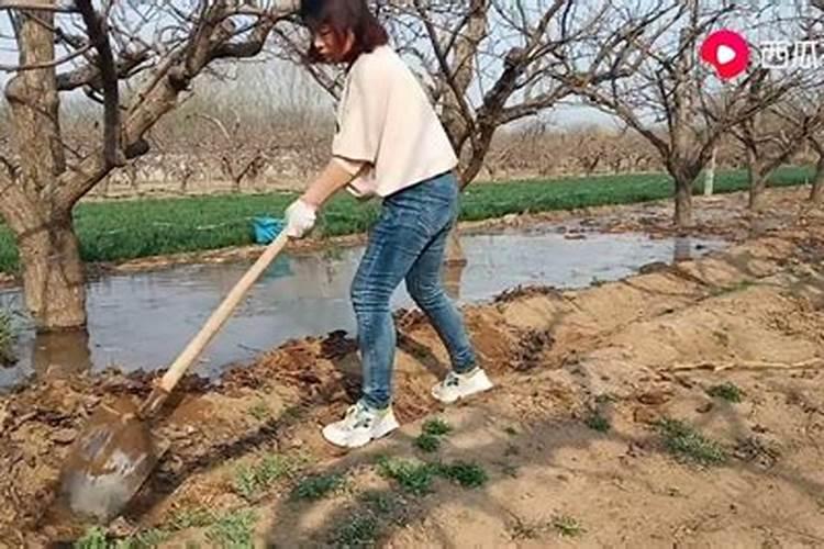 梨树多久浇水施肥 梨树的浇水与施肥时间表