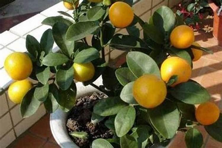 金桔坐果后如何施肥