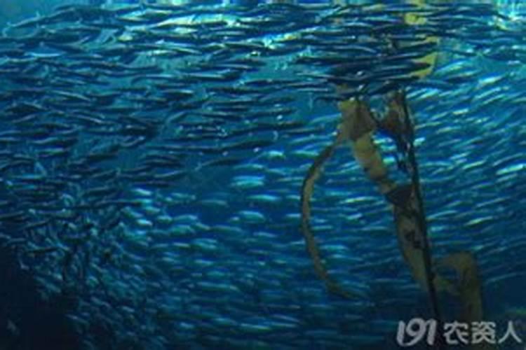 德图海藻教大家如何辨别海藻肥的真假、好坏!