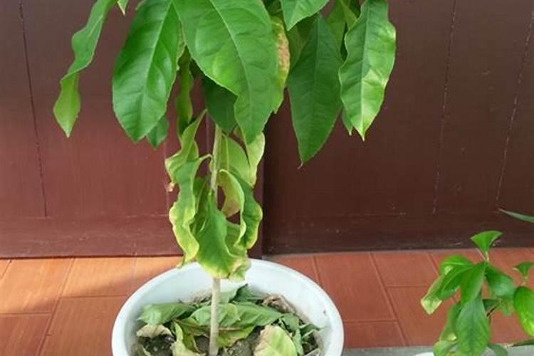 柠檬树全株树叶枯黄,怎么样才能让树叶肥绿肥绿的。