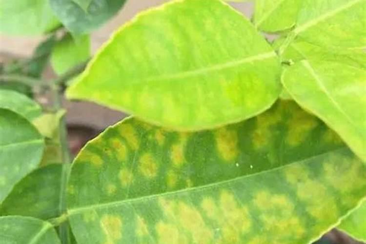 柠檬树全株树叶枯黄,怎么样才能让树叶肥绿肥绿的。