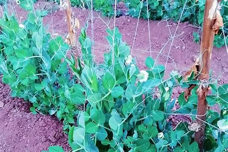 巴顿肥料怎么样