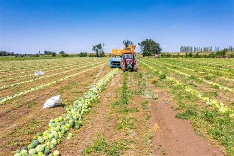 打瓜做瓜时充什么肥好