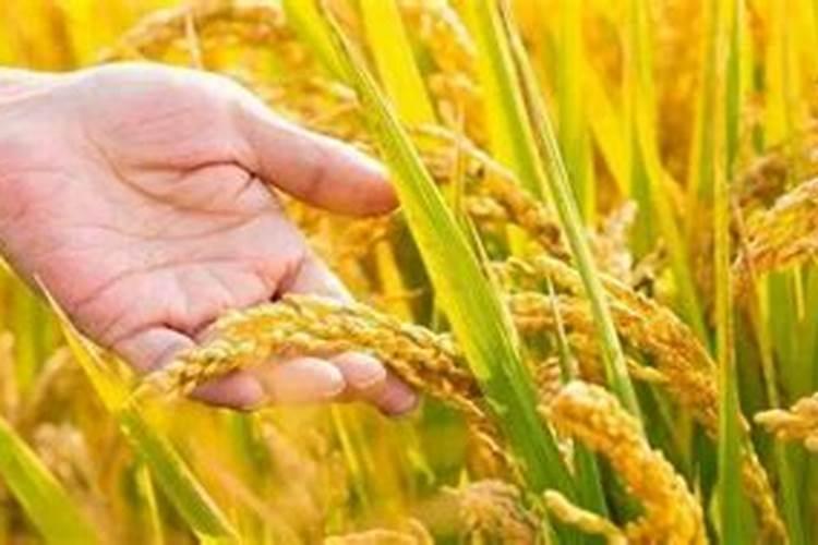 水培绿萝用什么肥料最好