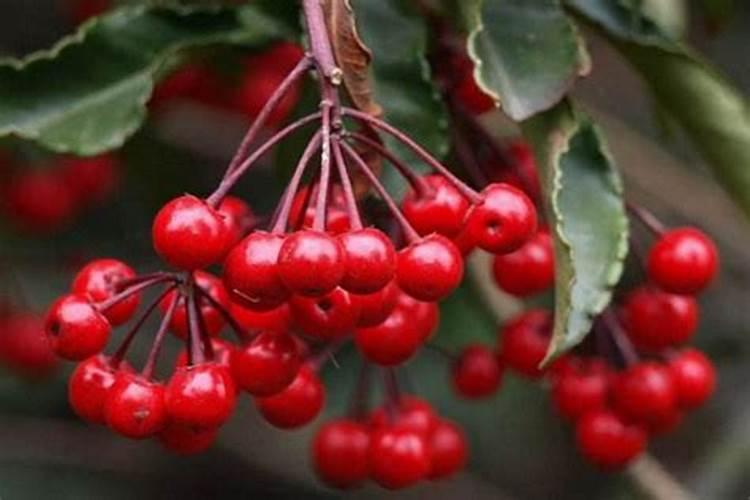 金玉满堂花施什么肥