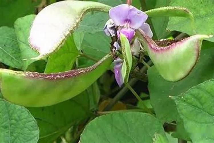 这是什么植物？是咖啡豆吗？