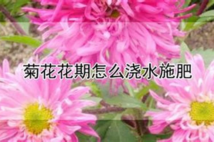 菊花开花期间怎么浇水和施肥