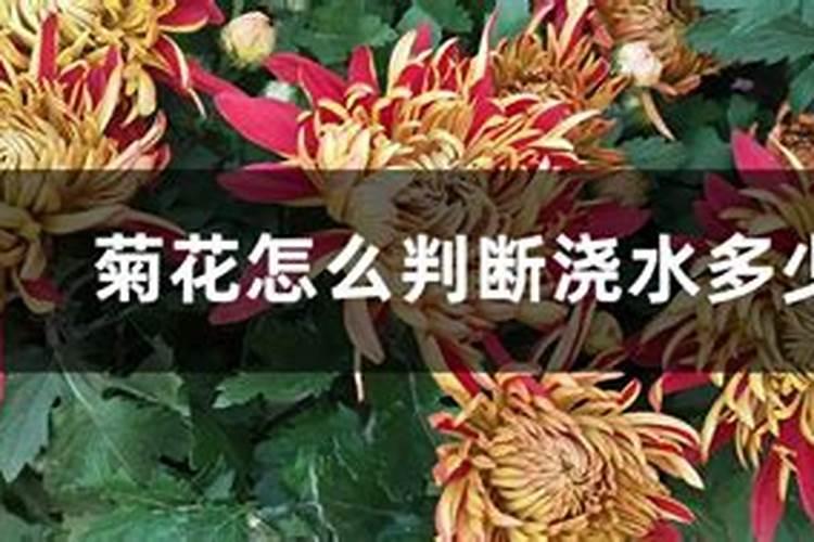 菊花开花期间怎么浇水和施肥