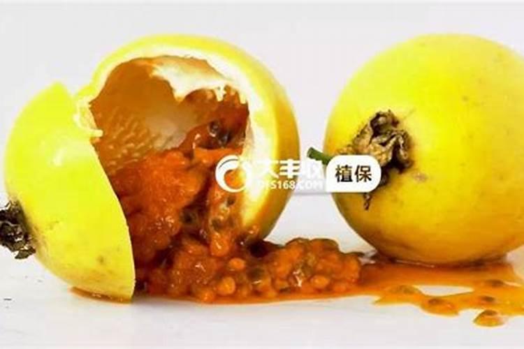 百香果正确施肥方法