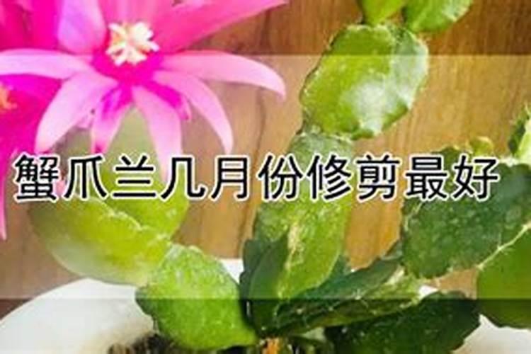 蟹爪兰什么时候施肥施什么肥好