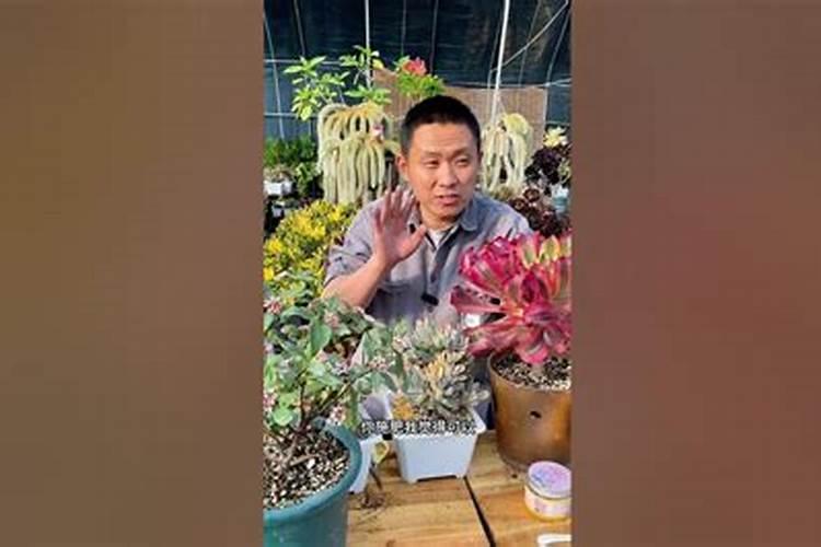 多肉植物需不需要施肥