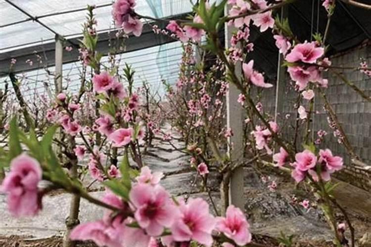 油桃是桃子的一个优良品种,大棚油桃该怎么管理呢？