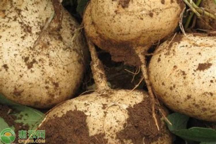 凉薯怎么进行种植管理？