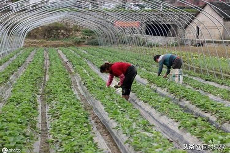100斤小麦用多少钾肥