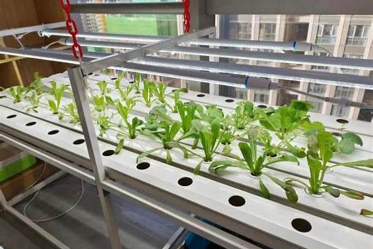 水培蔬菜时,如何正确使用硝态氮与铵态氮哪个见效快？