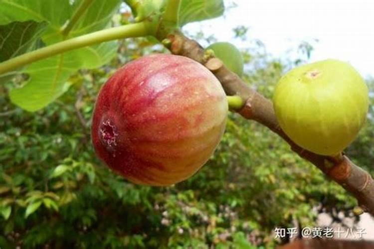 辣椒结果用什么肥料最好