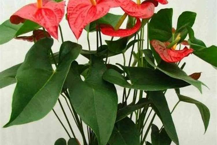 红掌花需要什么肥料