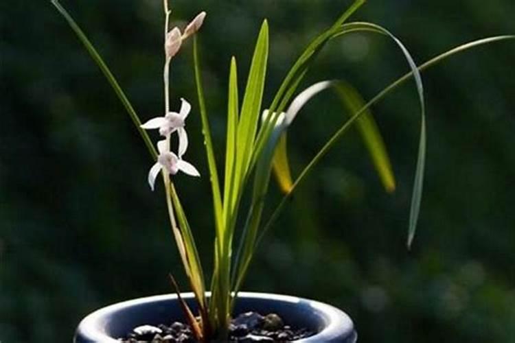 墨兰怎么养殖方法