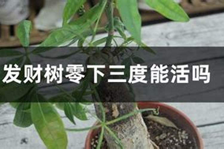 番石榴的生长环境和当地条件