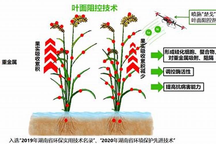 苦瓜施用氮钾肥的技有哪些好处呢？施肥过程中要注意什么？