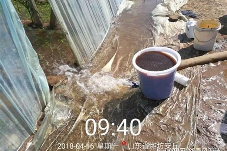 玉米什么时候打叶面肥好 使用方法有哪些