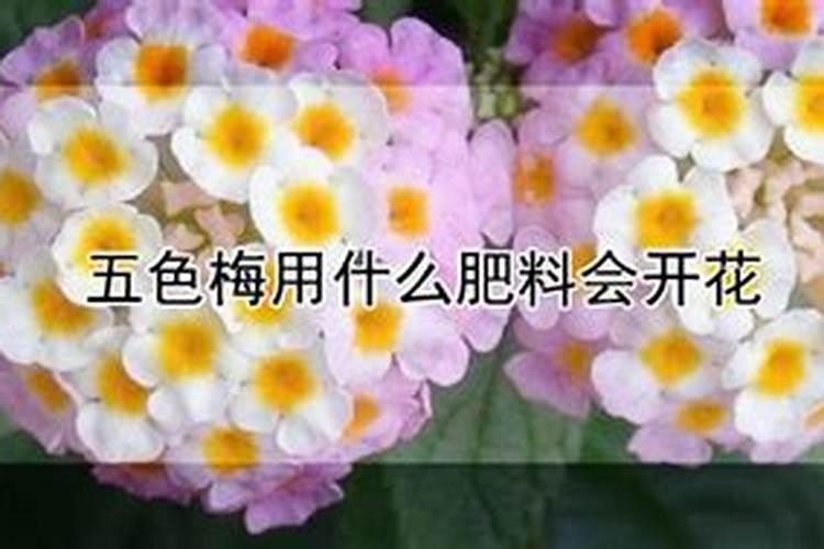 栽红薯用什么肥料好 怎么施肥产量高