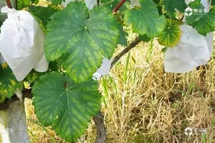 葡萄膨果期用什么肥料,种植葡萄该如何施肥