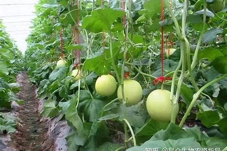 甜瓜增甜施水溶肥技巧