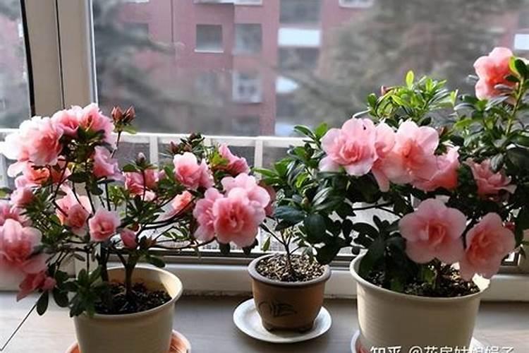 菊花如何施肥