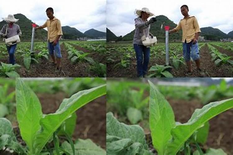 烤烟种植技术与方法